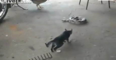Kedinin Aklını Aldılar