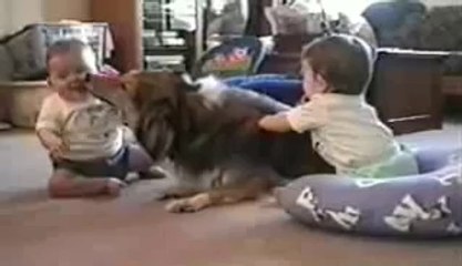 Cute Dogs And Adorable Babies_ Compilation