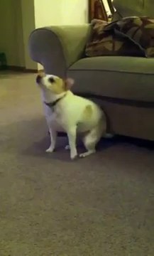 Dog Shaking His Rump