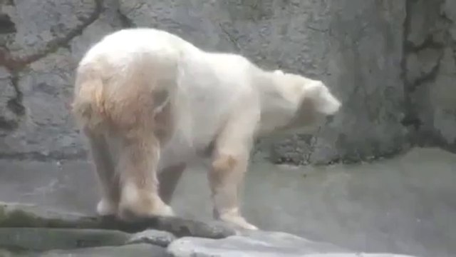 Funny Polar Bear Dance Very Cute Animal, Oregon Zoo