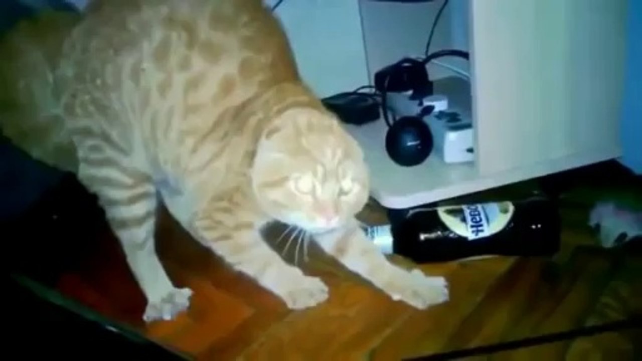 Raging Cats Compilation 2014