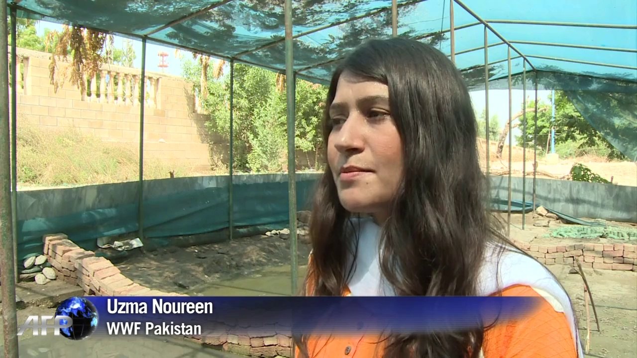 Dolphins and turtles under threat in Pakistan