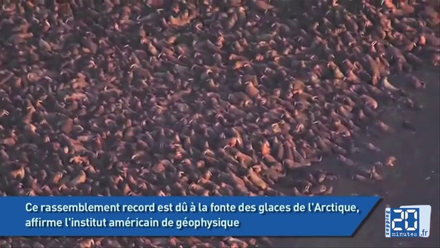 35.000 morses s'échouent sur une plage en Alaska