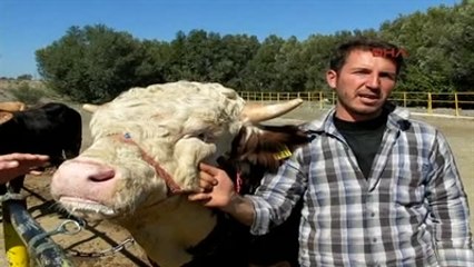 Sivas 1 Ton 100 Kiloluk 'General' Alıcı Bekliyor