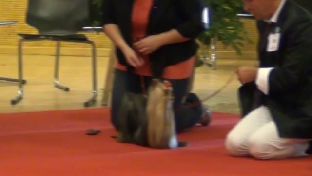 Nationale d'élevage du Yorkshire Terrier Club 2014 Classe ouverte mâles