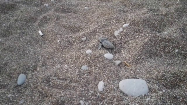 Huawei Ascend P7, тест камеры - Черепашата