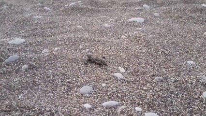 Huawei Ascend P7, тест камеры - Черепашонок в песке