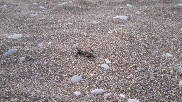 Huawei Ascend P7, тест камеры - Черепашонок в песке