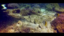 Racha Yai Scuba Diving in Phuket Thailand, turtles, octopuses and much more!