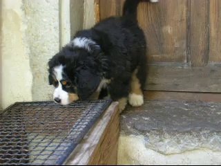 2 oct zoom sur la femelle jaune (Jane)