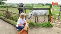 Mini cheval de la taille d'un chien! Trop mignon...