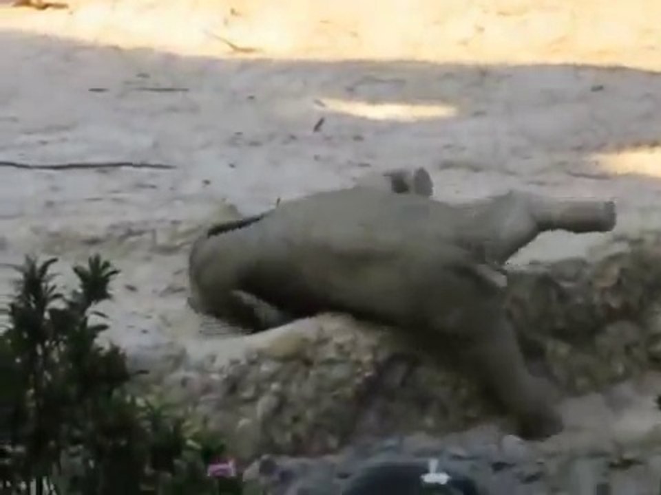 Baby elephant stuck on its back : all the other elephants will help the young animal. So cute...