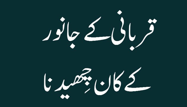 Qurbani Kay Janwar Kay Kaan Chaidna - Madani Guldasta 05