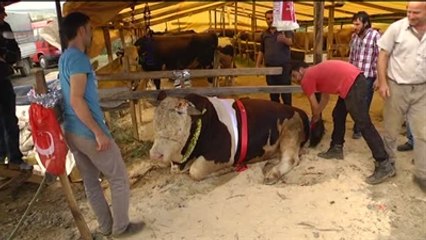 Şampiyon" Satılırsa 2 Bin Lirası Samsunspor'un