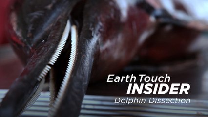 Dissecting a dolphin to find cause of death