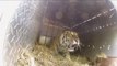 Epic Tiger Release in Far East Russia (HD)