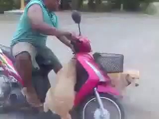 dogs  are also ejoying to sit on bike.interersting video.