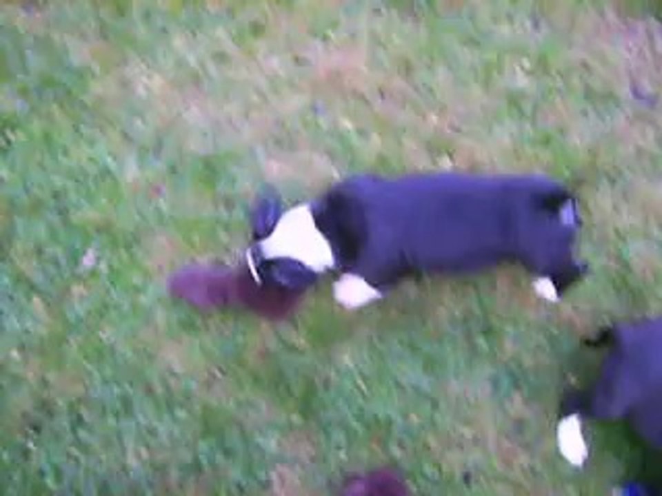 vidéo du 02.10.14 des B.B femelles Burny et Golden...