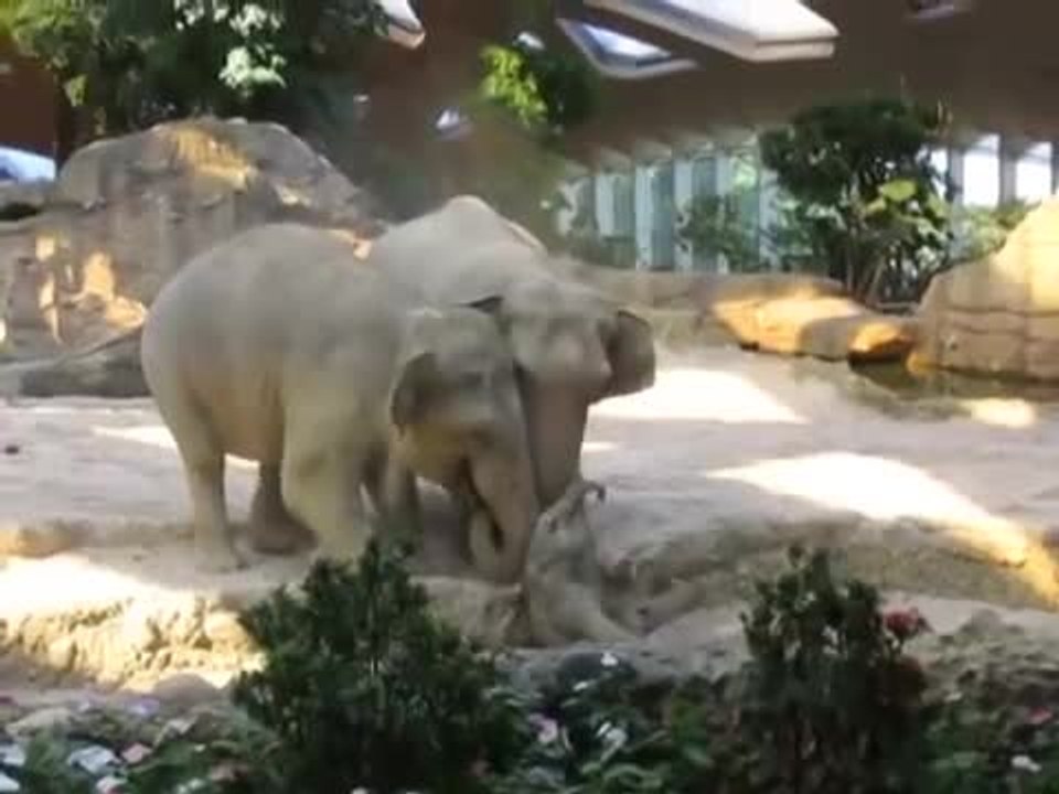Des éléphants aident un éléphanteau au zoo