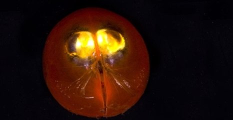 Okyanusun Dibinde, Gözlerinden Işık Çıkıyor