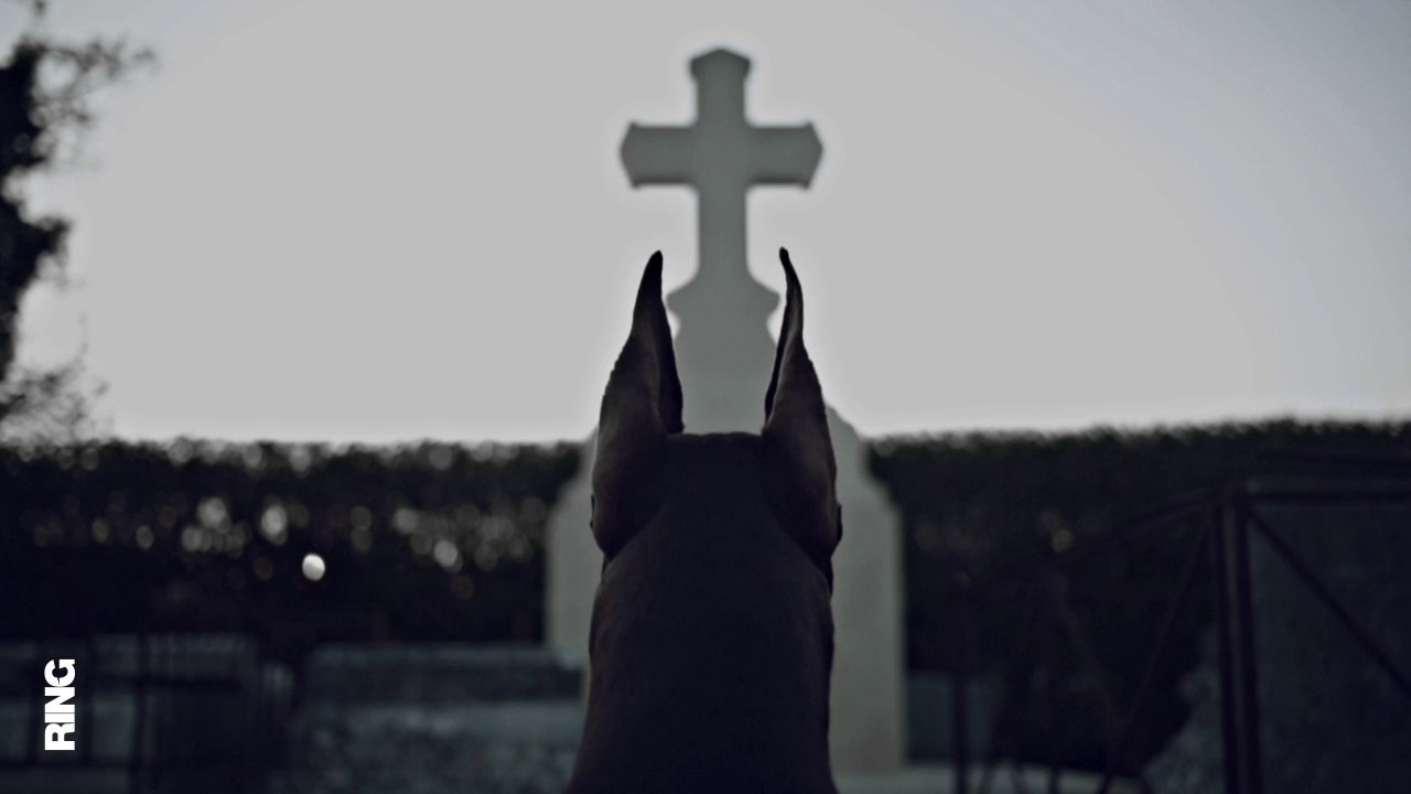 TEASER DOBERMANN (L'INTÉGRALE) VOL 2 et 3