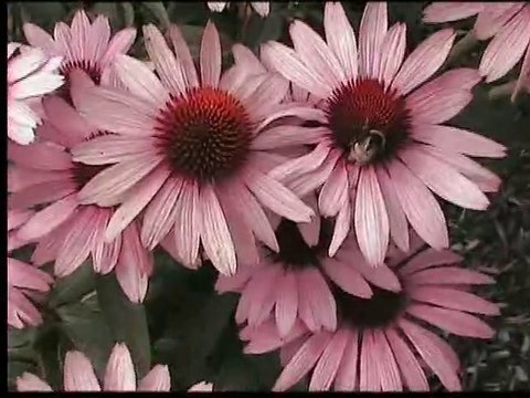 Insectes et fleurs au jardin