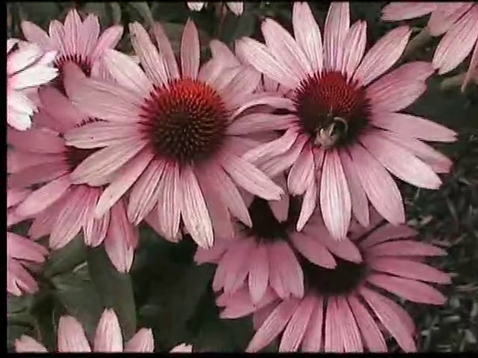 Insectes et fleurs au jardin