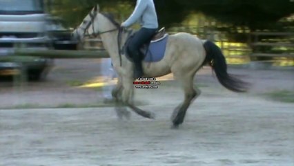 Ben Harper à vendre