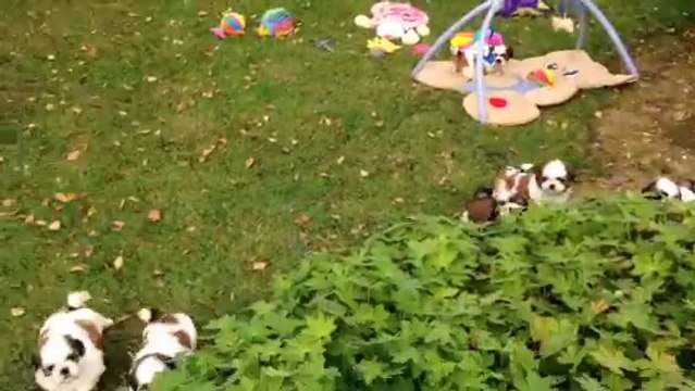 Les chiots shih tzu nés le 09.08.14