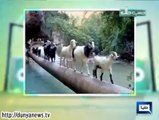 Dunya News Hasb e Haal 2nd October 2014 ( 2 Oct 2014 ) Hasb-E-Haal 2-09-2014(1)