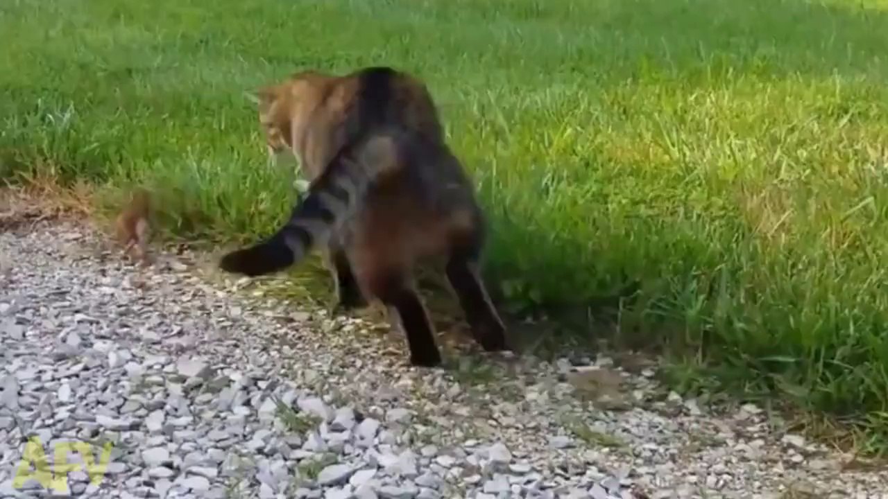 Cat and Squirrel
