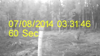 Un elan protège son petit contre 2 loups