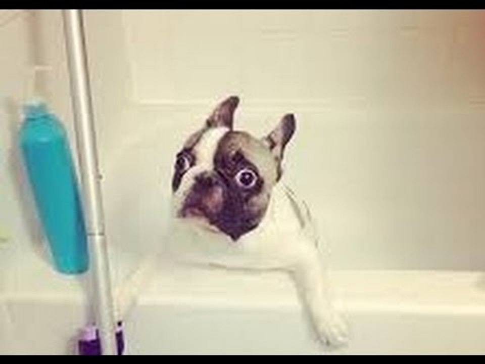 Dogs really hate bath time