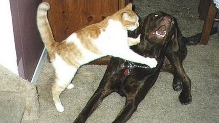 Dogs and cats meeting for the first time