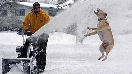 Funny dogs and cats playing in the snow