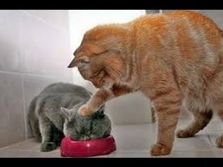 Animals Can Be Jerks Videos