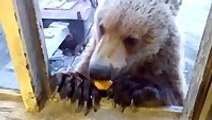 Russian bear eating cookies