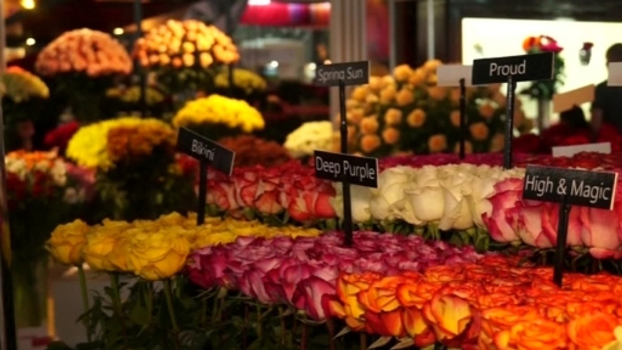 Ecuador flower expo blossoms