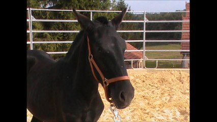 Epona LCP oct 14