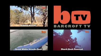 Deux requins blanc s'affronte