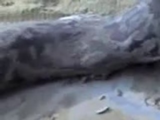 Snake dahan galli Pakistan   Azad Kasmir