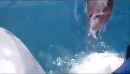 Zıpkınla Vurulan Balığa Köpekbalığı Saldırdı