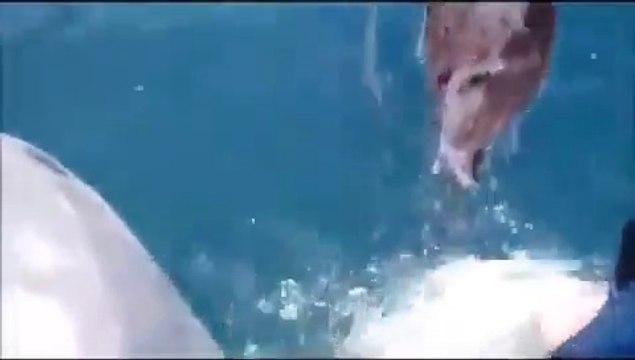 Zıpkınla Vurulan Balığa Köpekbalığı Saldırdı