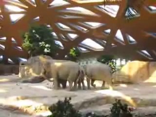 Des éléphants à la rescousse d'un éléphanteau
