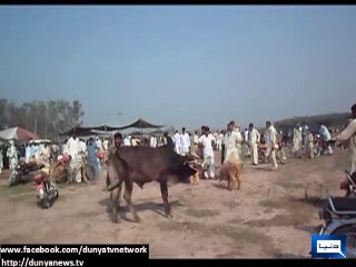 Dunya news-Sacrificial cow hits people in Quaidabad