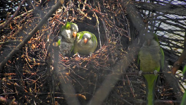 La Ménagerie, le zoo du Jardin des Plantes