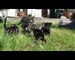 Une portée de chatons adorables immortalisés en vidéo