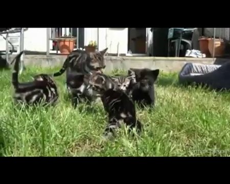 Une portée de chatons adorables immortalisés en vidéo