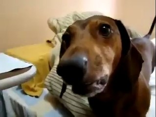 Quand mon chien est en mode grasse mat'