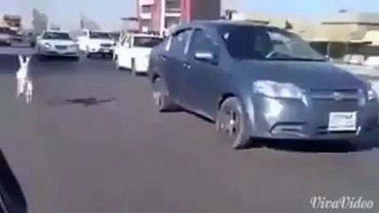 little dounkey running very fast on the road.